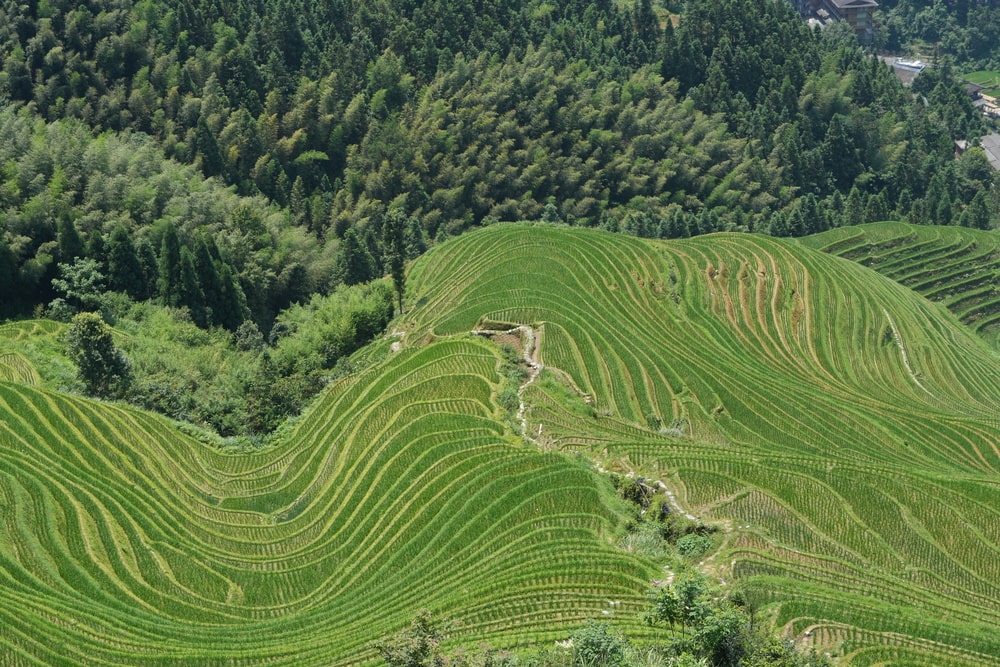Longji Terraced Fields