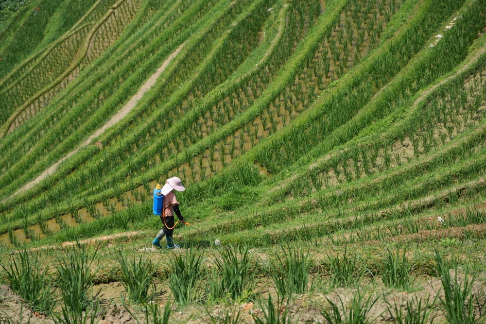 Longji Terraced Fields