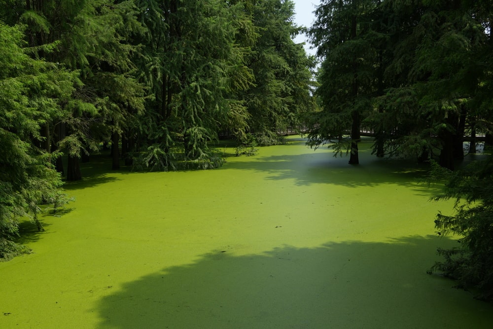 Matcha Lake