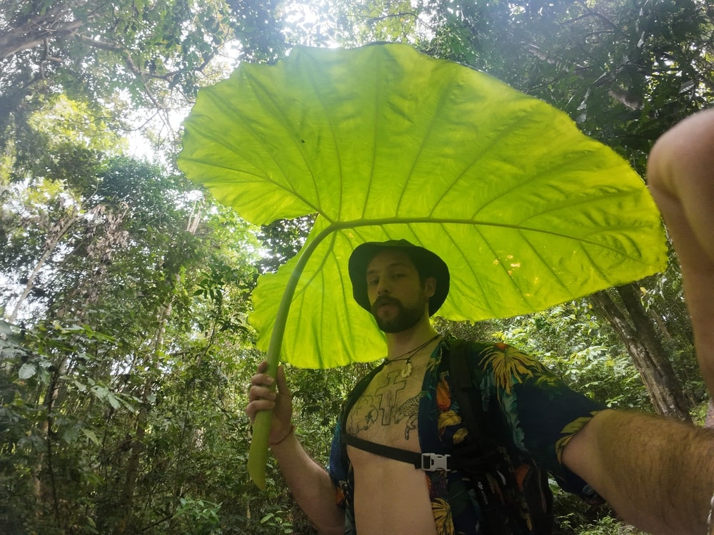 Big leaf