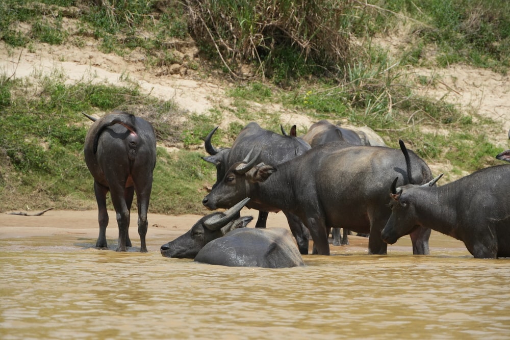 Water buffalos