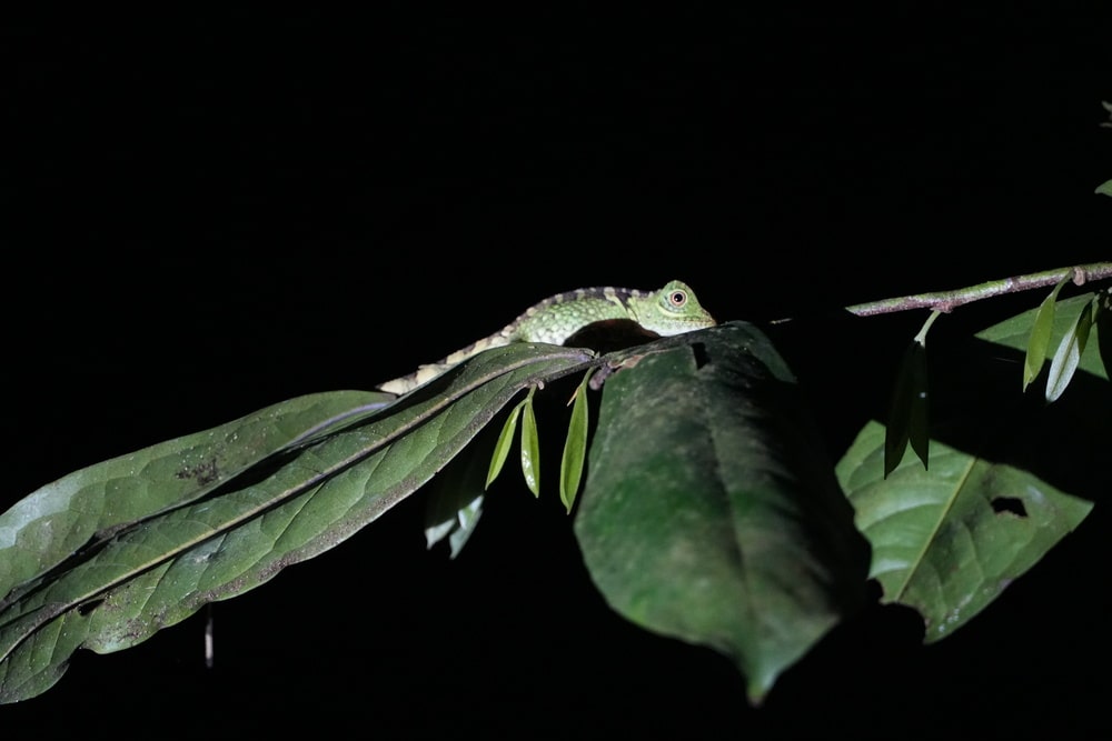 Chameleon