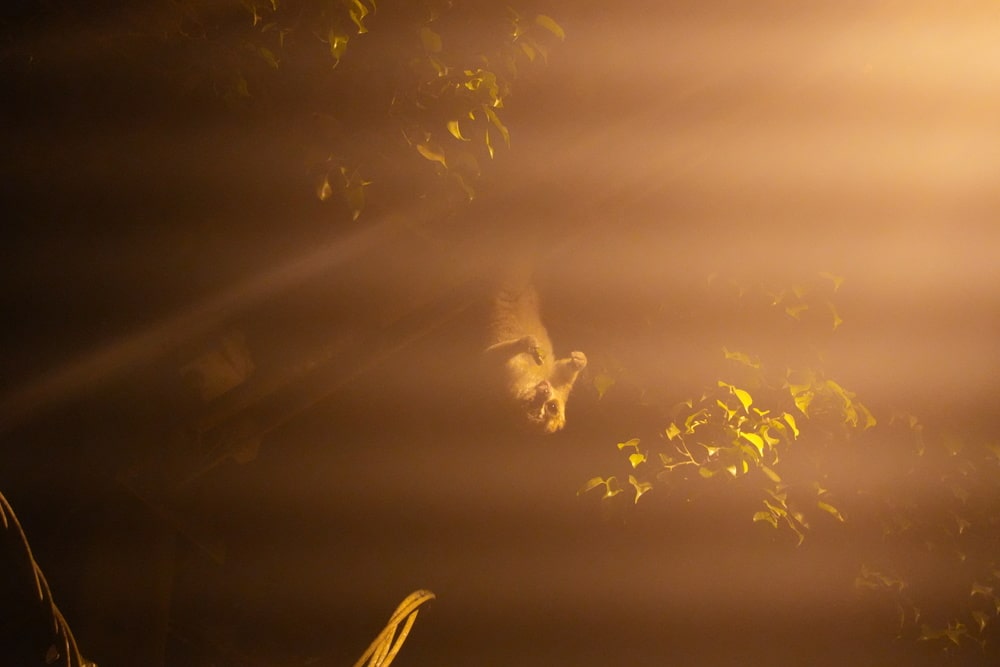 Night monkey
