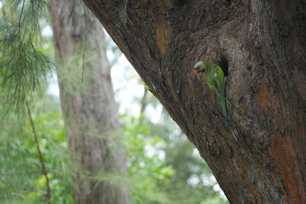 Parrot is singapore