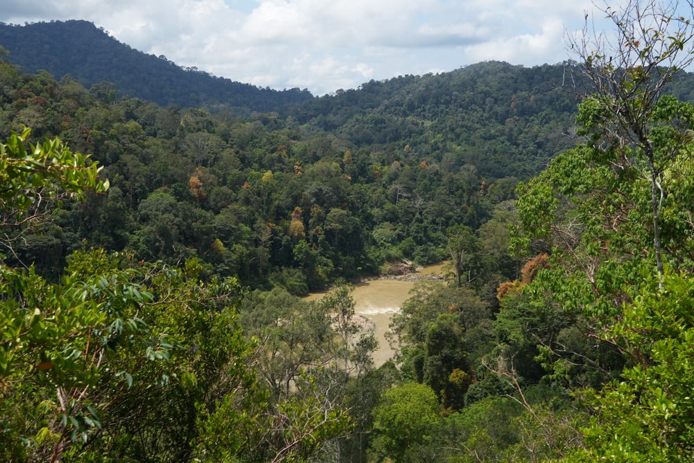 River jungle