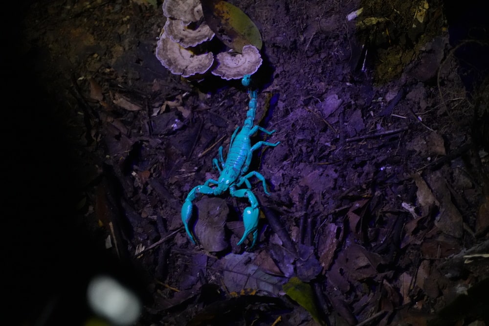 Scorpio
