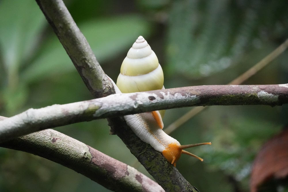 Snail