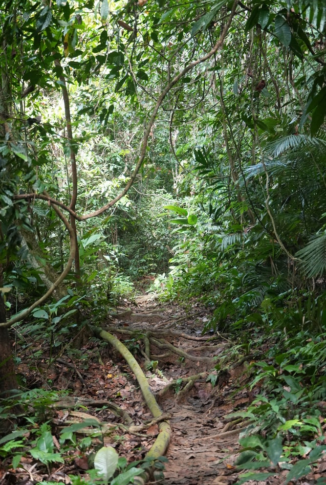 Trail in the jungle