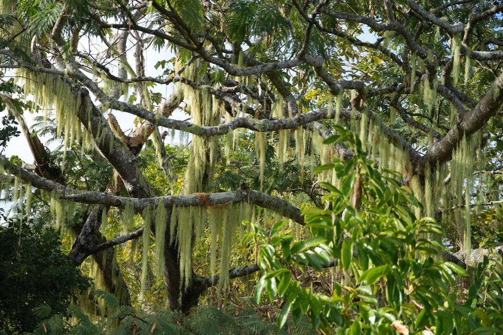 Tree on Mount Aorai